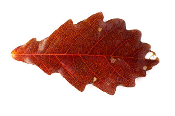 Autumn oak leaf