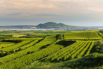 Vineyards near Nove Mlyny reservoir with Palava, Southern Moravia, Czech Republic