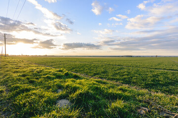 Schöner Sonnenuntergang auf grünem Feld in Westfalen
