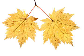 Beautiful autumn maple leaves isolated on white