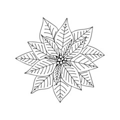 Christmas star plant poinsettia. Flower traditional decor. Hand drawn line art vector illustration. Happy holiday. Isolated element.