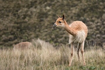 Close up of a young vicuna in the Andes