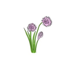 Single one line drawing of beauty fresh allium tuberosum for garden logo. Decorative chives flower concept for home wall decor art poster print. Modern continuous line draw design vector illustration - obrazy, fototapety, plakaty