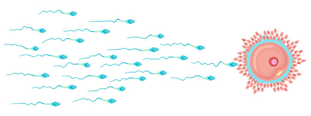 Flay lay, Top view vector female egg and sperm. Banner winner concept.