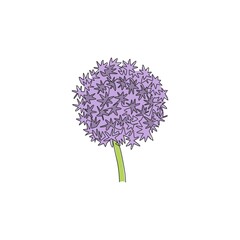 One continuous line drawing beauty fresh allium globemaster for home art wall decor poster print. Decorative giant onion flower concept for greeting card. Single line draw design vector illustration - obrazy, fototapety, plakaty