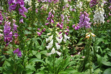 White and pink foxglove flowers illuminated by the sun
