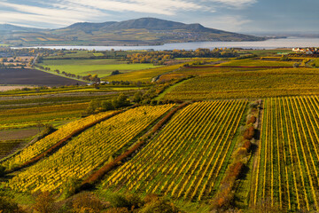 Fototapeta premium Vineyards under Palava, Southern Moravia, Czech Republic