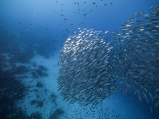 Naklejka na ściany i meble Seascape with Bait Ball, School of Fish in the coral reef of the Caribbean Sea, Curacao