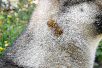 A thistle or burdock hangs from the dog's hair.