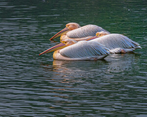 A lazy morning in a lake