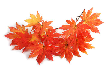 Autumn maple branch