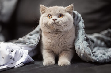 Edel Britisch Kurzhaar Katze Kitten Odd eyed cinnamon