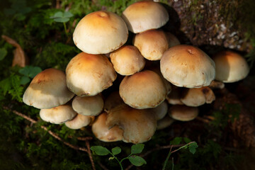 Wild Mushrooms. Waldpilz im bayerischen Wald im Herbst.