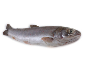 Arctic char isolated on white. Salmon variety