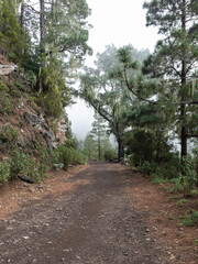 Nice hiking road in the foggy forest on the canary islands