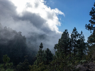 big cloud and foggy forest on Tenerife island