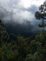 dark foggy forest panorama top view moody teneriffe