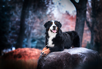 dog bernese mountain dog lies on a stone