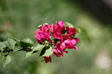 Pink flower