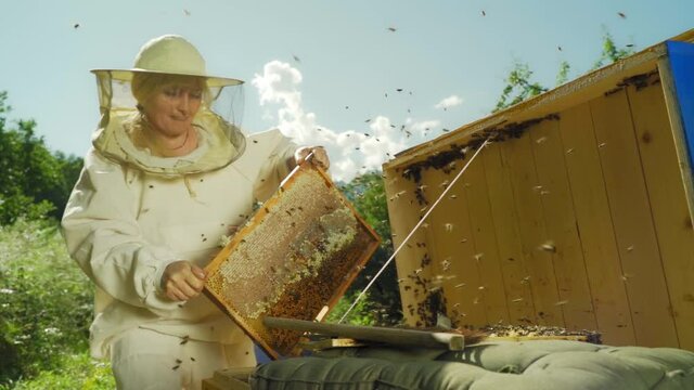 Woman beekeeper holds wooden honey frame with swam bees. Honey farmer harvesting, looking honeycombs in beehive. Female bee master working in apiary on mountain and green trees background