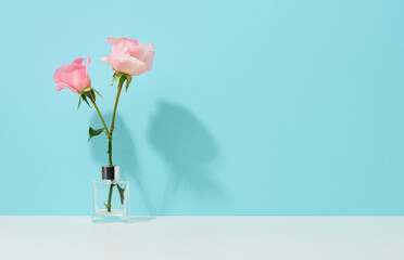 two pink roses in a glass vase on a blue background