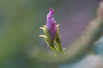 Water spinach flower near blooming in morning time