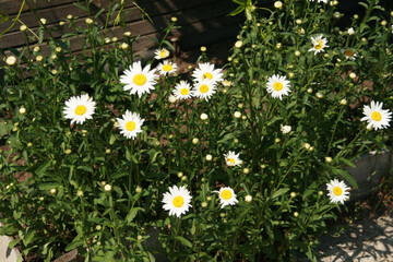 A flowerbed with white daisies in the garden in summer. A perennial fragrant medicinal plant of the Asteraceae family.