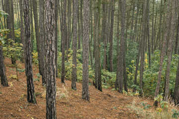 Obraz premium Exploring the city of Brno, hidden corners