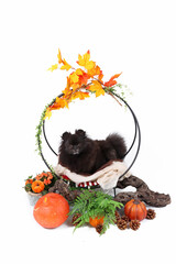 miniature spitz in an autumn setting with pumpkins and orange leaves