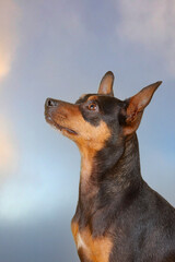 miniature pinscher in studio shoot