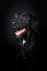 Fototapeta na wymiar portrait of black labrador on black background 