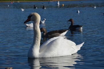 Some photos taken on a walk through Hyde Park in London on a sunny day of the natural fauna living there and especially close to the lake.