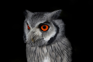 Portrait of Northern white-faced owl (Ptilopsis) is a typical owls, or true owls, in the family Strigidae, that inhabits Africa. Orange eyes, black and white plumage. Bird isolated on black background