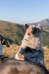 blue merle Australian shepherd puppy dog runs and jump on the meadow of the Praglia with a pitbull puppy dog in Liguria in Italy