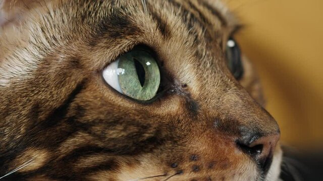 Muzzle of bengal cat. Domestic animal at home. Leopard colored kitten with big green eyes close-up. Furry pedigreed pet relaxing. Little best friends.