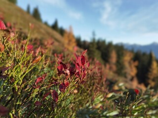 beautiful autumn landscape with the red leaves from the blueberries in the sunshine on the mountains