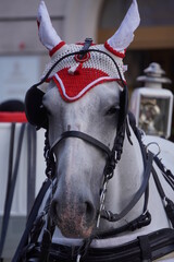 A white horse in the city of Vienna, as seen from the front