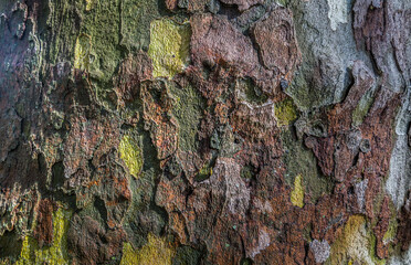 Close Up view of Wooden background texture of bark tree. Old tree. Space for text, Selective focus.