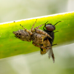 macro of a fly