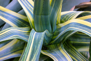 Agave century plant variegated on plantation. Huge green leaves, yellow serrated edges in botanical...