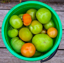 Harvest green and red tomatoes in  plastic garden bucket.