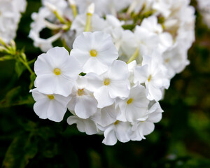 Beautiful inflorescence of white perennial phlox paniculate close-up.