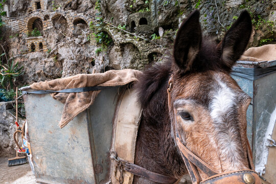 Mulas de carga en Amalfi. Costa Amalfitana, sur de Napoles, Italia