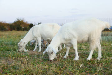 Obraz premium Goats on pasture at farm. Animal husbandry