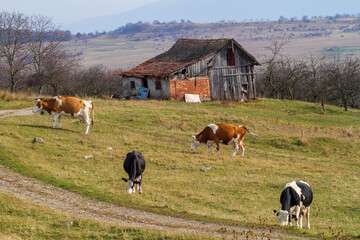 Fototapeta na wymiar Cows on pasture in Cristian, Romania