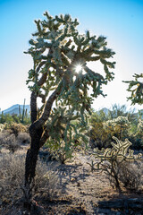 Sunburst Through Cholla Cactus