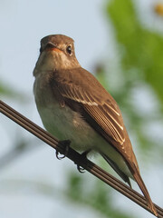 Asian Brown Flycatcher