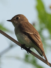 Asian Brown Flycatcher