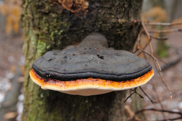 tinder fungus bordered mushroom on tree