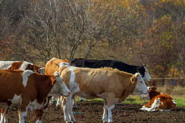 Cows on pasture in Cristian, Romania